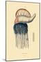 Portuguese Man-Of-War, 1833-39-null-Mounted Giclee Print
