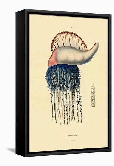 Portuguese Man-Of-War, 1833-39-null-Framed Stretched Canvas