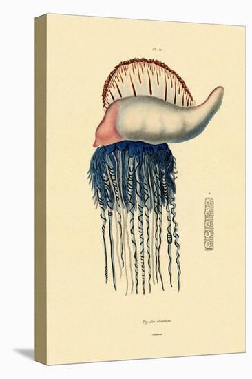 Portuguese Man-Of-War, 1833-39-null-Stretched Canvas