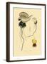 Portuguese Man-Of-War, 1833-39-null-Framed Giclee Print