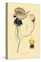 Portuguese Man-Of-War, 1833-39-null-Stretched Canvas
