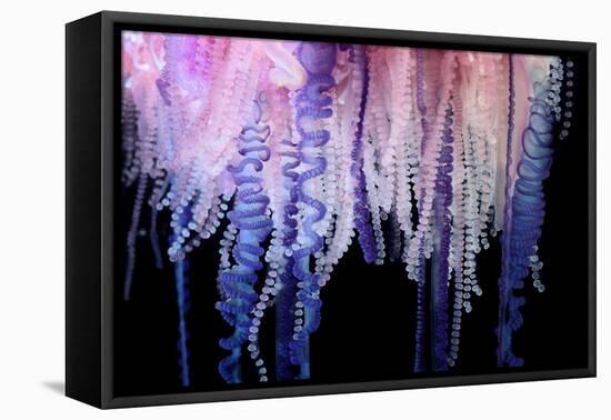 Portuguese Man-of-War close up of tentacles, Bermuda-Solvin Zankl-Framed Stretched Canvas