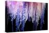 Portuguese Man-of-War close up of tentacles, Bermuda-Solvin Zankl-Stretched Canvas