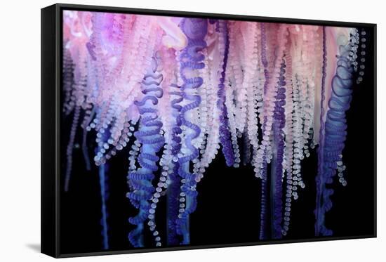 Portuguese Man-of-War close up of tentacles, Bermuda-Solvin Zankl-Framed Stretched Canvas