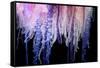 Portuguese Man-of-War close up of tentacles, Bermuda-Solvin Zankl-Framed Stretched Canvas