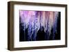 Portuguese Man-of-War close up of tentacles, Bermuda-Solvin Zankl-Framed Photographic Print