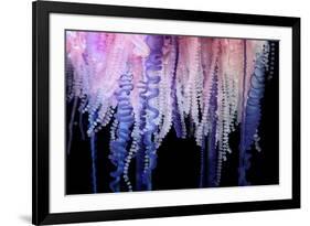 Portuguese Man-of-War close up of tentacles, Bermuda-Solvin Zankl-Framed Photographic Print