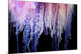 Portuguese Man-of-War close up of tentacles, Bermuda-Solvin Zankl-Mounted Photographic Print