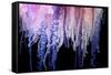 Portuguese Man-of-War close up of tentacles, Bermuda-Solvin Zankl-Framed Stretched Canvas