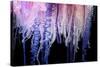 Portuguese Man-of-War close up of tentacles, Bermuda-Solvin Zankl-Stretched Canvas