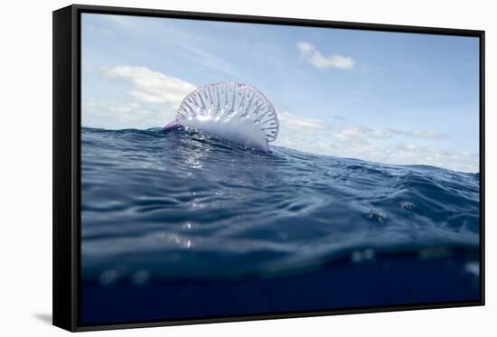 Portuguese Man-Of-War (Physalia Physalis) on the Water Surface, Pico, Azores, Portugal, June 2009-Lundgren-Framed Stretched Canvas