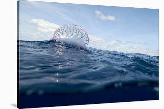 Portuguese Man-Of-War (Physalia Physalis) on the Water Surface, Pico, Azores, Portugal, June 2009-Lundgren-Stretched Canvas
