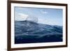 Portuguese Man-Of-War (Physalia Physalis) on the Water Surface, Pico, Azores, Portugal, June 2009-Lundgren-Framed Photographic Print