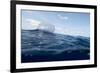 Portuguese Man-Of-War (Physalia Physalis) on the Water Surface, Pico, Azores, Portugal, June 2009-Lundgren-Framed Photographic Print