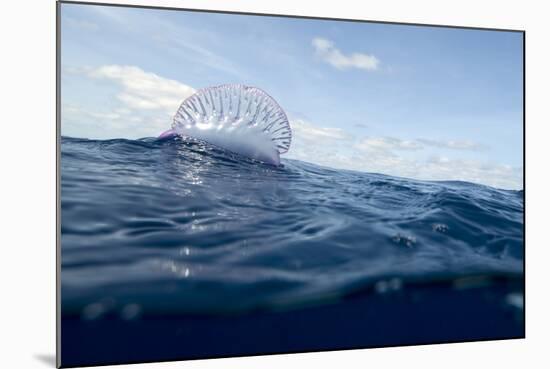 Portuguese Man-Of-War (Physalia Physalis) on the Water Surface, Pico, Azores, Portugal, June 2009-Lundgren-Mounted Photographic Print