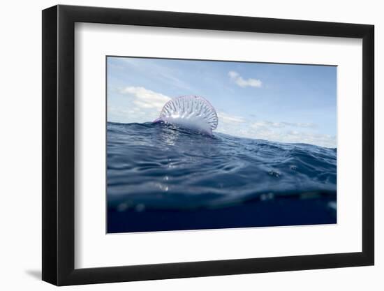 Portuguese Man-Of-War (Physalia Physalis) on the Water Surface, Pico, Azores, Portugal, June 2009-Lundgren-Framed Photographic Print