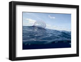 Portuguese Man-Of-War (Physalia Physalis) on the Water Surface, Pico, Azores, Portugal, June 2009-Lundgren-Framed Photographic Print