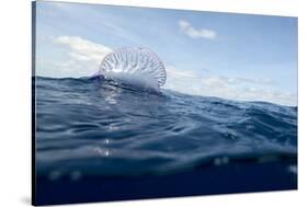 Portuguese Man-Of-War (Physalia Physalis) on the Water Surface, Pico, Azores, Portugal, June 2009-Lundgren-Stretched Canvas