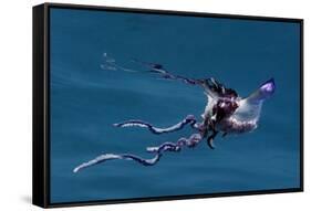 Portuguese Man of War (Physalia Physalis) Pico, Azores, Portugal, June 2009-Lundgren-Framed Stretched Canvas