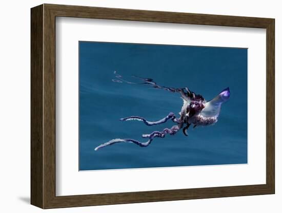 Portuguese Man of War (Physalia Physalis) Pico, Azores, Portugal, June 2009-Lundgren-Framed Photographic Print