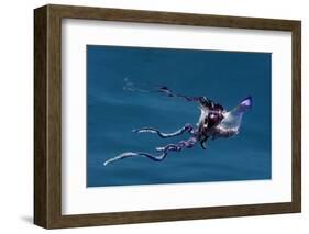 Portuguese Man of War (Physalia Physalis) Pico, Azores, Portugal, June 2009-Lundgren-Framed Photographic Print