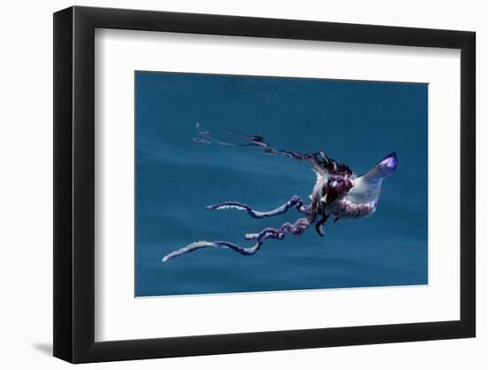 Portuguese Man of War (Physalia Physalis) Pico, Azores, Portugal, June 2009-Lundgren-Framed Photographic Print