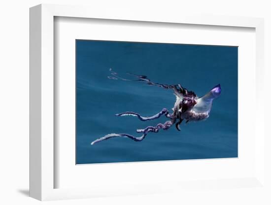 Portuguese Man of War (Physalia Physalis) Pico, Azores, Portugal, June 2009-Lundgren-Framed Photographic Print