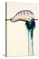 Portuguese Man-of-war-Georgette Douwma-Stretched Canvas