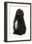 Portuguese Water Dog-null-Framed Photographic Print