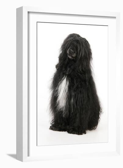 Portuguese Water Dog-null-Framed Photographic Print