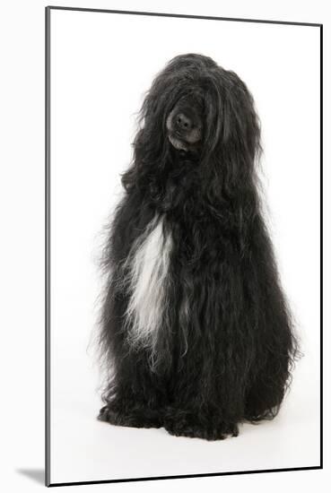 Portuguese Water Dog-null-Mounted Photographic Print