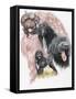 Portuguese Water Dog-Barbara Keith-Framed Stretched Canvas