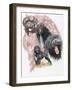 Portuguese Water Dog-Barbara Keith-Framed Giclee Print