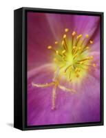 Portulaca flower or moss rose, native to Brazil, Argentina, Uruguay-Adam Jones-Framed Stretched Canvas