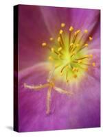 Portulaca flower or moss rose, native to Brazil, Argentina, Uruguay-Adam Jones-Stretched Canvas