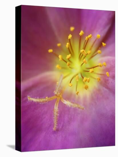 Portulaca flower or moss rose, native to Brazil, Argentina, Uruguay-Adam Jones-Stretched Canvas