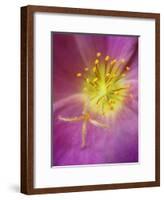 Portulaca flower or moss rose, native to Brazil, Argentina, Uruguay-Adam Jones-Framed Photographic Print