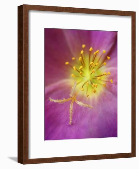 Portulaca flower or moss rose, native to Brazil, Argentina, Uruguay-Adam Jones-Framed Photographic Print