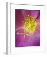 Portulaca flower or moss rose, native to Brazil, Argentina, Uruguay-Adam Jones-Framed Photographic Print