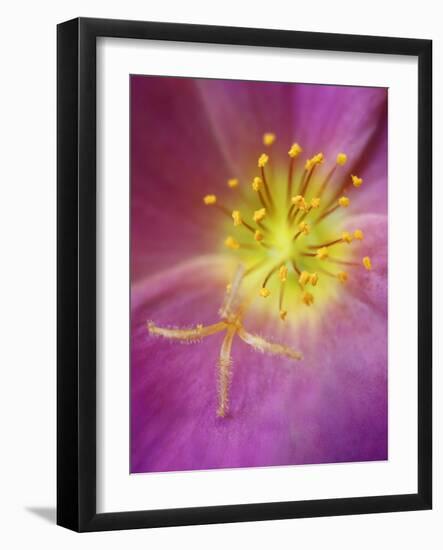 Portulaca flower or moss rose, native to Brazil, Argentina, Uruguay-Adam Jones-Framed Photographic Print