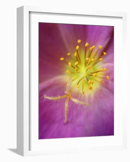 Portulaca flower or moss rose, native to Brazil, Argentina, Uruguay-Adam Jones-Framed Photographic Print