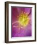 Portulaca flower or moss rose, native to Brazil, Argentina, Uruguay-Adam Jones-Framed Photographic Print