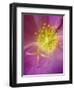 Portulaca flower or moss rose, native to Brazil, Argentina, Uruguay-Adam Jones-Framed Photographic Print