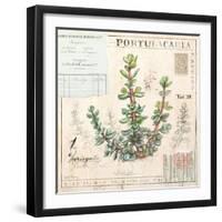 Portulacaria…Sketchbook-Angela Staehling-Framed Art Print