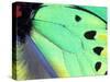 Poseidon (Green Butterfly), Papua New Guinea-Gavriel Jecan-Stretched Canvas