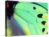 Poseidon (Green Butterfly), Papua New Guinea-Gavriel Jecan-Stretched Canvas