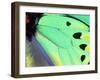 Poseidon (Green Butterfly), Papua New Guinea-Gavriel Jecan-Framed Premium Photographic Print