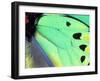 Poseidon (Green Butterfly), Papua New Guinea-Gavriel Jecan-Framed Premium Photographic Print