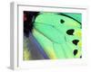 Poseidon (Green Butterfly), Papua New Guinea-Gavriel Jecan-Framed Premium Photographic Print