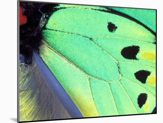 Poseidon (Green Butterfly), Papua New Guinea-Gavriel Jecan-Mounted Premium Photographic Print